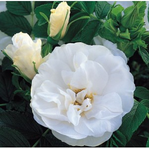 Rosa 'Blanc Double de Coubert', pargiroos